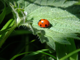 Fototapeta premium Ladybug / Ladybird / Beetle Red & Black Spots (Coccinellidae) on Stinging Netlles (Urtica dioica) Close Up