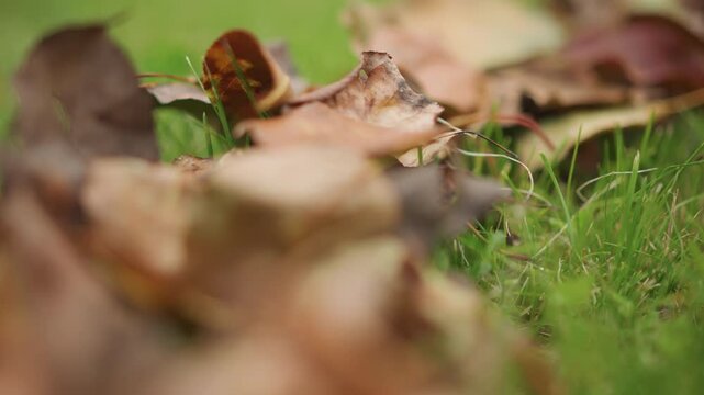 Closeup fallen leaves on green grass, soft focus brown dry foliage scattered, early autumn mood, shallow depth of field, delicate dew on blades, subtle bokeh and textured surfaces creating calm