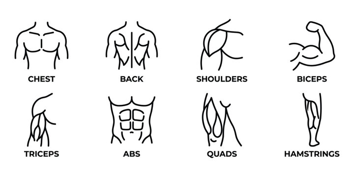 Set of black line representing human muscle groups for fitness and
