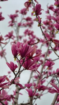 Magnolia in blossom