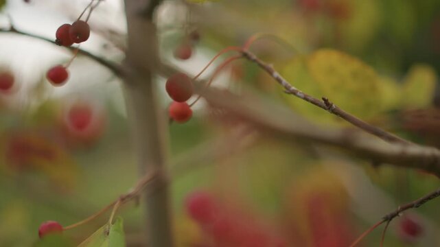 Red berries on thin branches, autumn closeup with soft bokeh and warm ochre leaves delicate stems dotted with tiny fruit, light drizzle on skin of berries, slow camera glide, intimate forager