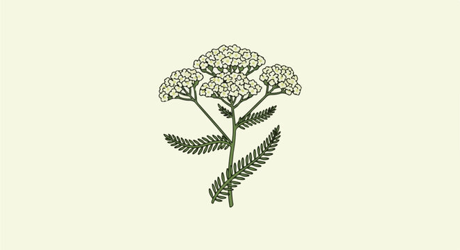 Delicate white clustered blossoms atop feathery green leaves, simple botanical illustration