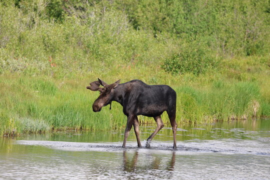 Moose Walking Through Shallow Wetland Water in Lush Forest Habitat
