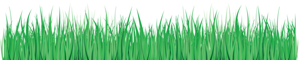 Obraz premium Green Grass. Grass isolated on white background, vector illustration