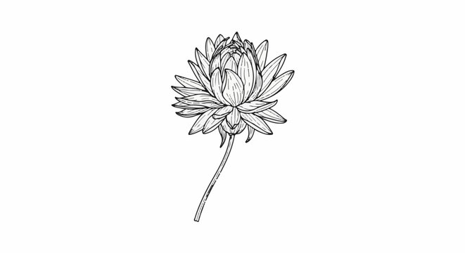 Delicate line drawing of a stylized aster flower on a plain white background