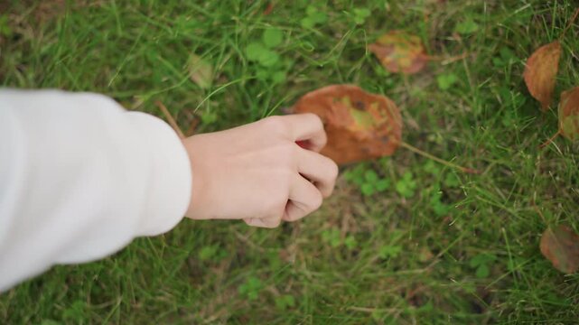 Hand reaching for harvest. Closeup of apple with autumn leaves. Gentle hand touches leaf and lifts vibrant fruit. Serene scene with hand brushing leaf and lifting ripe apple in gentle sunlight