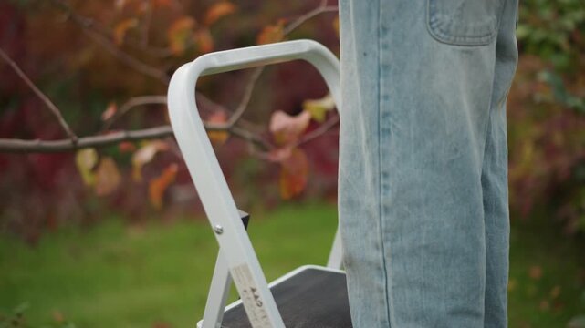 Closeup feet on ladder steps, fuzzy slippers on metal treads, denim cuffs and gentle reach, hands selecting fruit from branch, warm autumn leaves, careful home garden picking routine