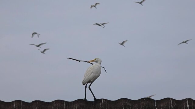 A cattle egret standing on a fence holding a large stick in its beak, with many egrets flying in the background. Natural bird behavior in an outdoor setting.