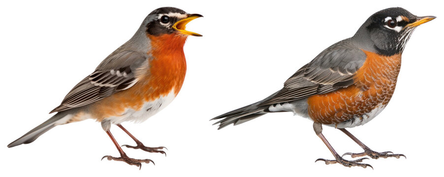 PNG Two vibrant American robins singing on transparent background