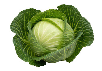 Obraz premium A fresh tightly packed green cabbage with detailed leaves isolated against black on transparent background