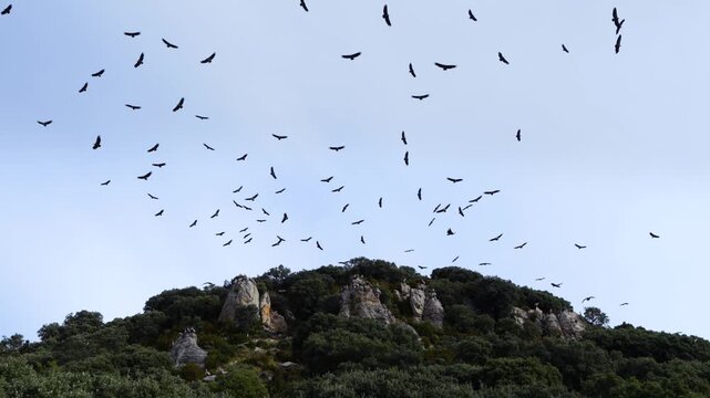 Group of Griffon Vultures (Gyps fulvus) flying in the vicinity of the Sierra de Guara in the Hoya de Huesca region. Province of Huesca. Aragon, Spain, Europe.