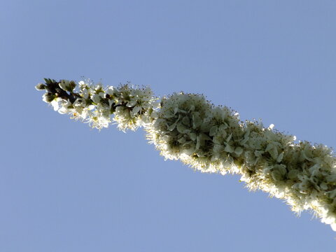 Pear Tree Blossom Macro Close Up