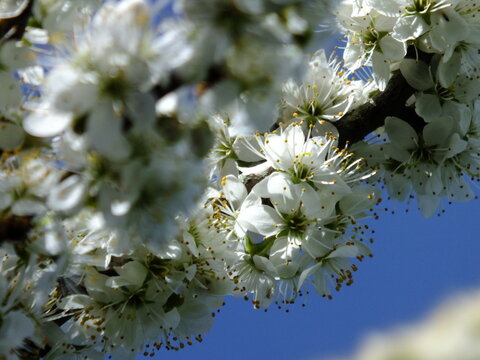 Pear Tree Blossom Macro Close-Up Close Up Blue sky, White Flower Blossom