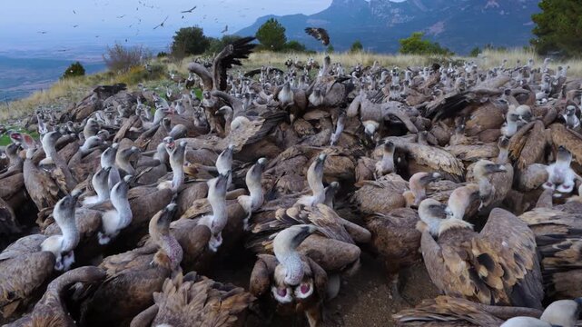 Group of Griffon Vultures (Gyps fulvus) flying in the vicinity of the Sierra de Guara in the Hoya de Huesca region. Province of Huesca. Aragon, Spain, Europe.