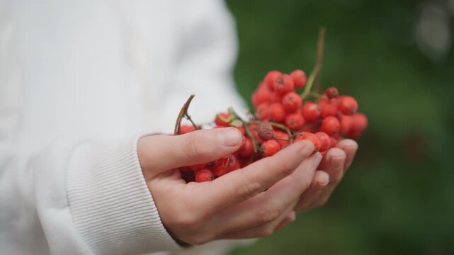 Hands holding red rowan berries closeup, soft sweater sleeve, gentle palms cupping ripe clusters against blurred green background, autumnal mood, cozy harvest vibe, natural texture and freshness