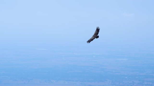 Group of Griffon Vultures (Gyps fulvus) flying in the vicinity of the Sierra de Guara in the Hoya de Huesca region. Province of Huesca. Aragon, Spain, Europe.