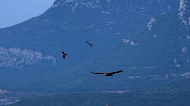Group of Griffon Vultures (Gyps fulvus) flying in the vicinity of the Sierra de Guara in the Hoya de Huesca region. Province of Huesca. Aragon, Spain, Europe.