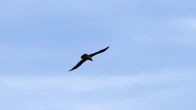 Bearded Vulture flying in the vicinity of the Sierra de Guara in the Hoya de Huesca region. Province of Huesca. Aragon, Spain, Europe.