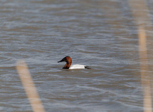 Canvasback Drake duck in the water