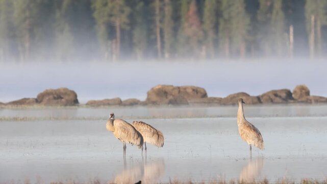 Three sandhill cranes (Antigone canadensis) preening in shallow water amid atmospheric mist, McCoy Flat Reservoir, Lassen County, California &mdash; slow-motion wildlife video.