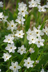 Obraz premium Ipheion uniflorum spring star white flowers pointed petals yellow center stamens nature flora