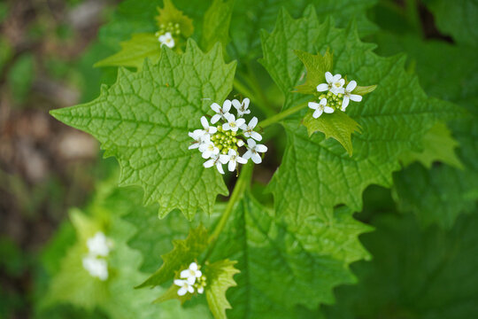 Garlic toad garlic toad is a herbaceous biennial plant of the cabbage family flowers nature flora