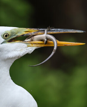 Great Egret Lizard Catch Predator Prey Circle B Bar Reserve Florida