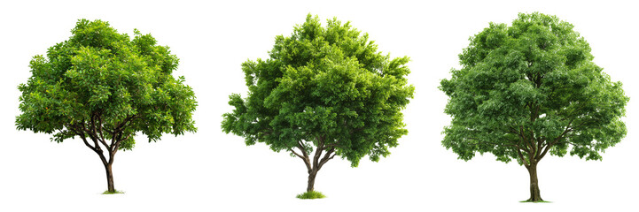 Fototapeta premium Set of Small ornamental green tree on transparent png background. Ai generated