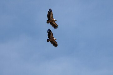 Fototapeta premium Vista inferior de dos buitres leonados volando en formación vertical, Alcoy, España