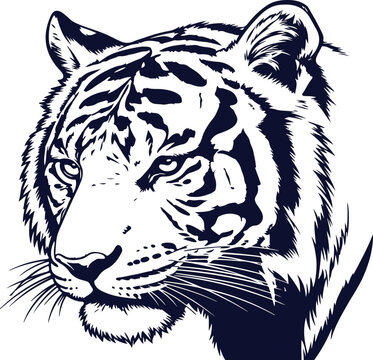 Detailed black and white line drawing of a tiger head with intense eyes and sharp whiskers