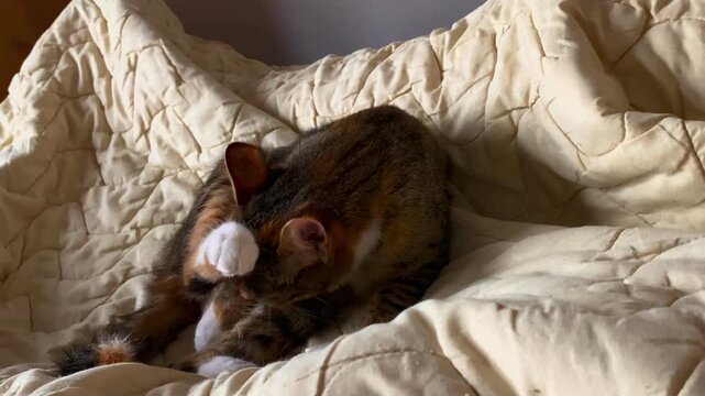 Calico cat grooming on quilted blanket intimate sleepy routine