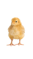 Obraz premium Yellow fluffy chick standing on transparent background