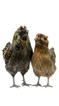 Two ameraucana chickens standing together, transparent background