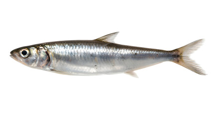 Fototapeta premium Fresh silver fish, isolated seafood, white background, raw herring