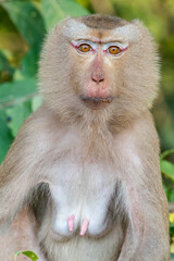 Obraz premium A portrait of a Northern Pig-tailed Macaque sits on the ground in Thailand, Asia.