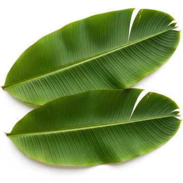 Two vibrant and lush green tropical banana leaves with distinct parallel venation and textures