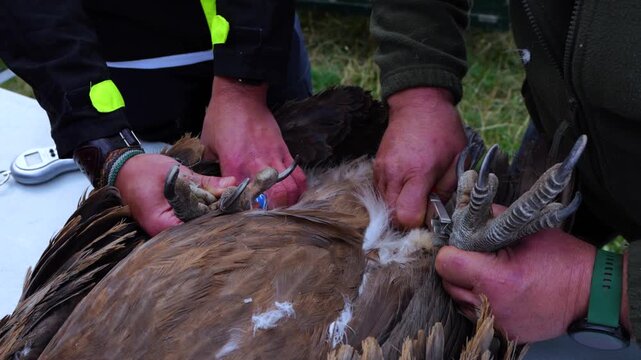 Scientific ringing of a Griffon Vulture (Gyps fulvus) in the Sierra de Guara area in the Hoya de Huesca region. Province of Huesca. Aragon, Spain, Europe.