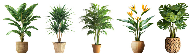 Obraz premium PNG Vibrant potted plants in row on transparent background