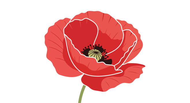 Single vibrant red poppy flower with delicate white outline and green stem isolated on white background