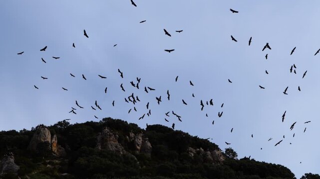 Group of Griffon Vultures (Gyps fulvus) flying in the vicinity of the Sierra de Guara in the Hoya de Huesca region. Province of Huesca. Aragon, Spain, Europe.