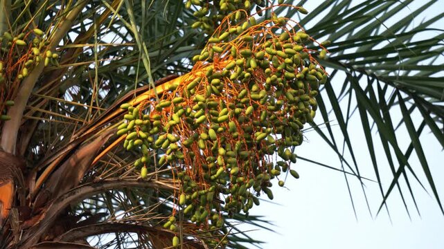 Asian Date Farming with Fruit Cluster on Palm Tree Closeup. Indian Tropical Date Palm Fruits Ripening on Tree Natural Scene. Indian Date Palm Plantation with Ripe Fruits Farming Background.