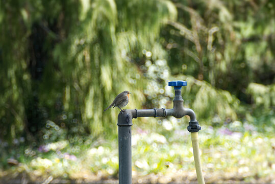 European robin (Erithacus rubecula) sitting on a water spout in Zurich, Switzerland