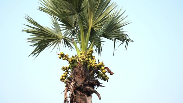 Asian Palmyra Palm Tree with Ripe Toddy Fruit Cluster in Sunlight. Ice Apple Fruit Bunch Hanging on Tropical Borassus Flabellifer Tree. 