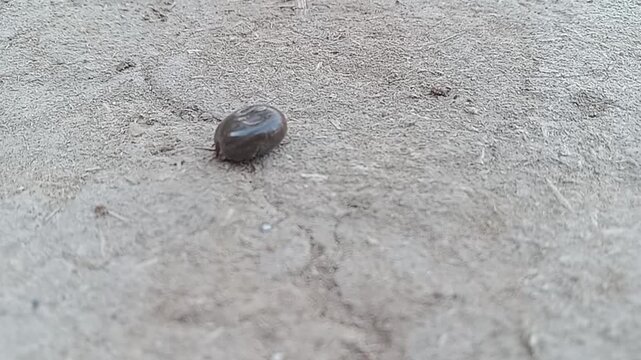 Close-up of Ticks on Wild Animals like Dogs, Goats, and Cattle