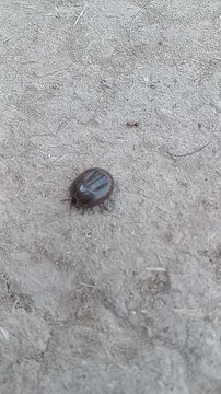 Close-up of Ticks on Wild Animals like Dogs, Goats, and Cattle
