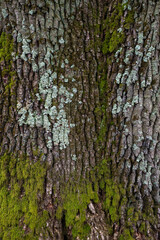 Obraz premium Tree Bark Texture with Lichen and Moss Patterns
