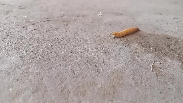 Close-Up of a Giant Yellow Superworm Moving on Clean Ground