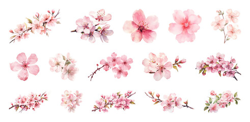 Obraz premium PNG Delicate watercolor cherry blossoms, transparent background