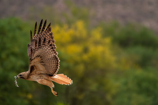Red-tailed hawk, flying with a branch with wings spread in Tucson Arizona