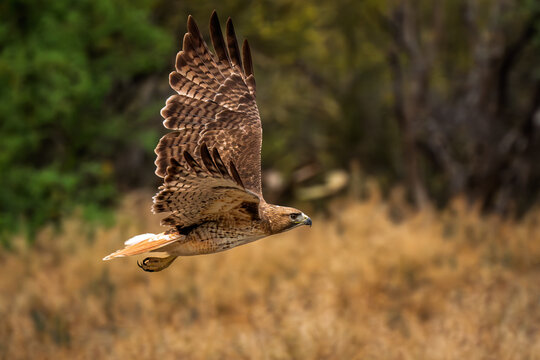Red-tailed hawk, flying with wings spread In Tucson Arizona